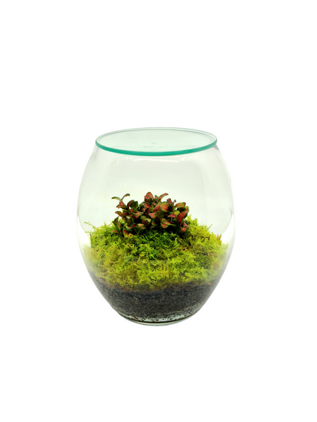 Mini Mossed Terrarium